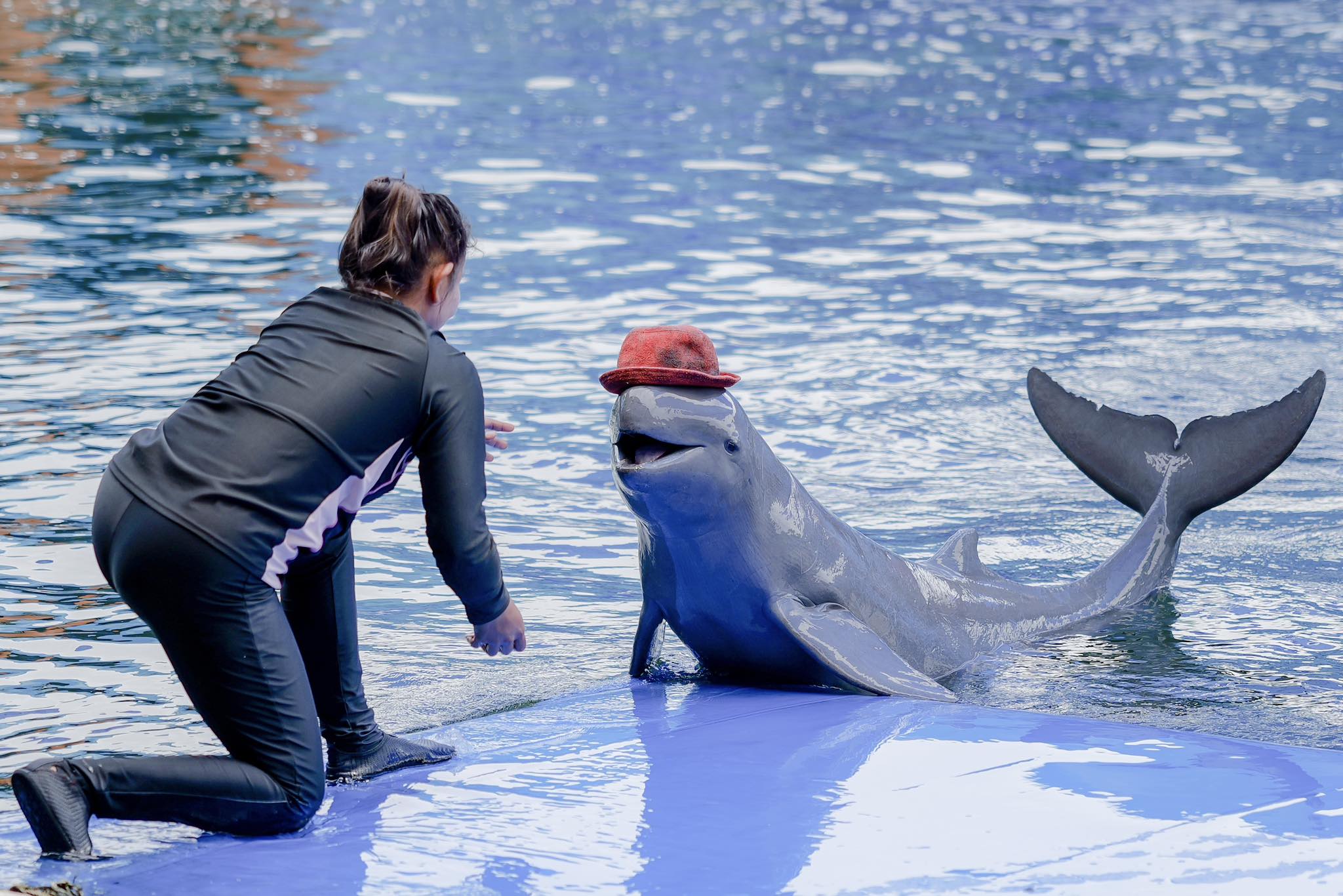 ชมปลาโลมา โอเอซีส-ซีเวิลด์-